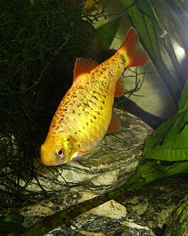 Puntius sachsii