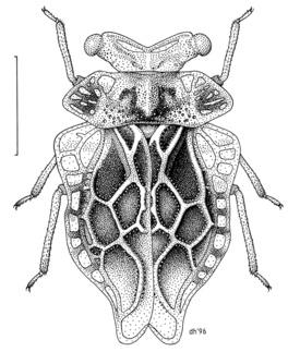 Oiophysa distincta