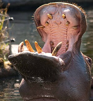 hippopotamus with open mouth