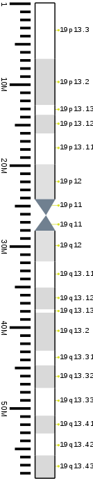G-banding ideogram of human chromosome 19 in resolution 850 bphs. Band length in this diagram is proportional to base-pair length. This type of ideogram is generally used in genome browsers (e.g. Ensembl, UCSC Genome Browser).