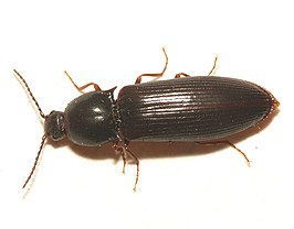 Hypoganus inunctus