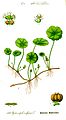 (Hydrocotyle vulgaris)