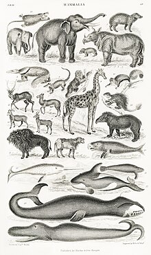 Illustration from A History of the Earth and Animated Nature by Oliver Goldsmith from rawpixel’s own original edition of the publication 00015.jpg