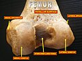 Inferior epiphysis - posterior view