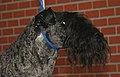 Kerry Blue Terrier