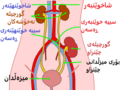 ھێما بۆ وەشانی  ‏٠٠:١٥، ٢٥ی ئازاری ٢٠٢٤