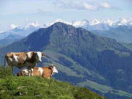 Vaade Kitzbüheler Hornile Hochgrubachi tsirkusorust Wilder Kaiseril