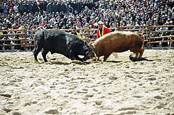 The Cheongdo county is famous for the annual bullfighting festival