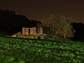 LED Lights in a Forest area