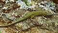 Östliche Smaragdeidechse (Lacerta viridis)