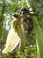 Ecdise e saída do imago da larva.