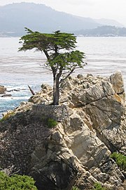 The Lone Cypress.