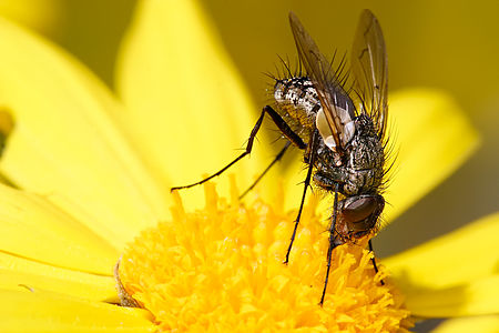 Long tongue tachinid fly, Senostoma sp., by Fir0002