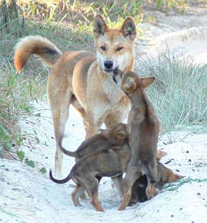 a male dingo with pups