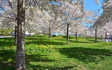 Körsbär och påskliljor blommar i Lumaparken, april 2014.