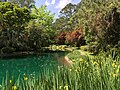 Yellow iris and red Japanese maple around the pond in Maclay Gardens in Tallahassee, Florida