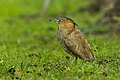 Malayan night heron (Gorsachius melanolophus) in Taiwan