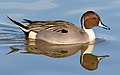 Northern pintail