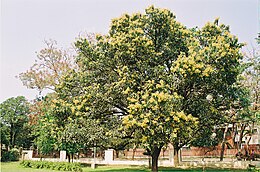 Дерево манго в період цвітіння