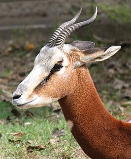 Mhorrgazelle