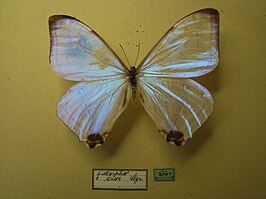 Morpho eros