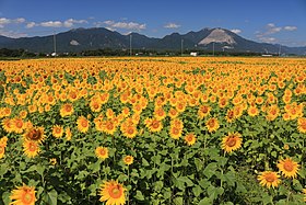 員弁町上笠田のヒマワリ畑と竜ヶ岳・藤原岳