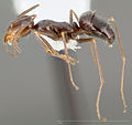 Miniatuur voor Myrmecocystus yuma