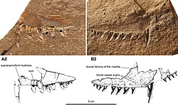 Neosaurus cynodusin fossiilinen leuanpala