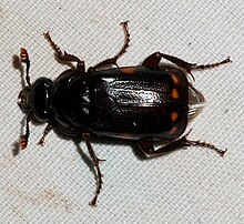 Top-down view of a medium-sized adult beetle against a white mesh background. The beetle is shiny and black, with six small, dark orange spots on the elytra and clubbed antennae that are orange at the tip. It has large, shiny eyes and noticeable spines and tibial spurs on the legs.
