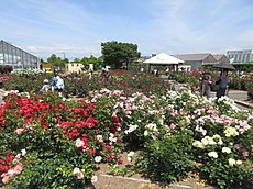 西尾市バラ園（2018年5月）