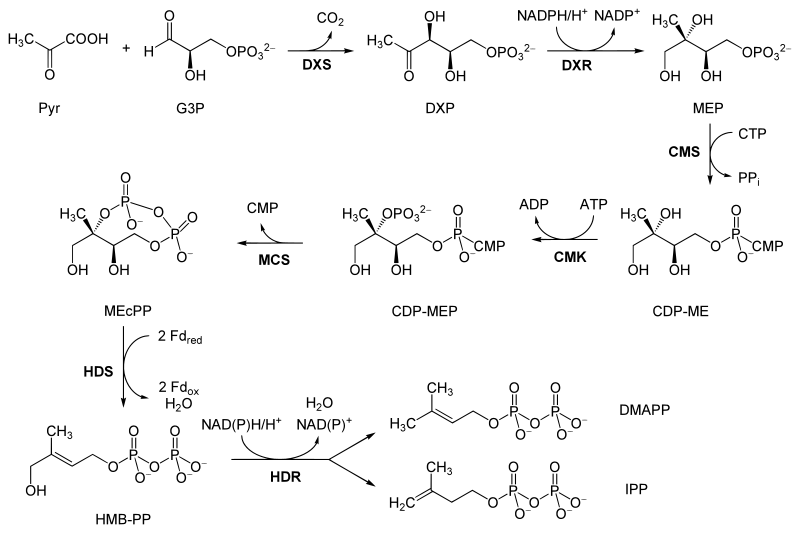 Non-mevalonate pathway.svg