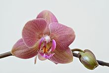 A Phalaenopsis flower Orchid high resolution.jpg