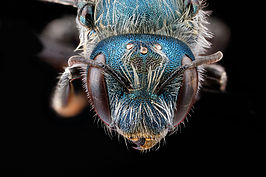 Osmia distincta