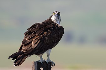 Fischadler (Osprey)