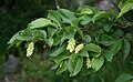 Europäische Hopfenbuche (Ostrya carpinifolia)