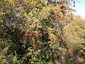 Crataegus monogyna? Tento druh je značně variabilní, s určováním jsou potíže. -ksrja Vypadá jak Crataegus monogyna, ale na 100 % se podle fotky nedají tyhle hlohy určovat Don Pedro