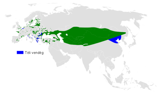 Elterjedési területe (a kéken csak téli vendég)