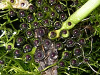 Икра Paradoxophyla palmata