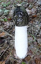 Photographie d'un champignon à pied blanc et chapeau noir.