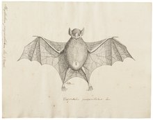 The image is a drawing of a bat.