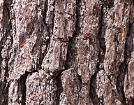 bark