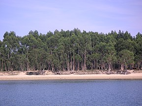 Playa del Regaton a Laredo