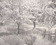 Apple Trees in Blossom, 1897