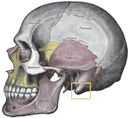 Mastoid process