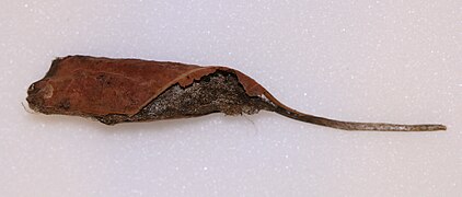 Callosamia promethea (Saturniidae, Saturniinae)