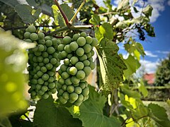 Belo grozdje Avtorica: Sharon Hahn Darlin