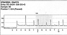 Luciferase