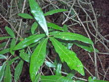 Quercus hemisphaerica.gif