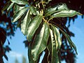 Babérlevelű tölgy (Quercus imbricaria) ága