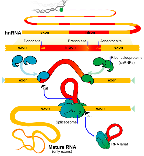 RNA splicing diagram en